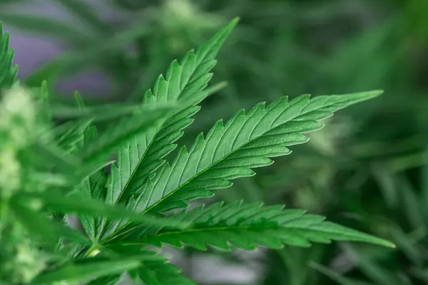 Vue Rapprochée Des Feuilles Cannabis Images De Stock Libres De Droits