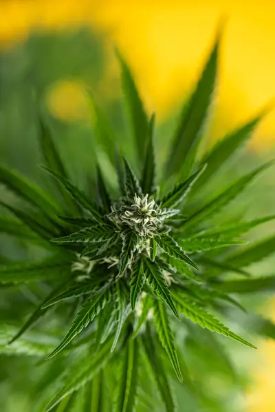 Gros Plan Une Plante Marijuana Avec Fond Flou Photo De Stock