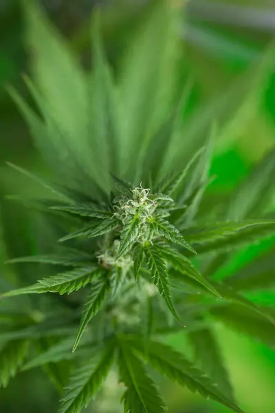大麻で大麻植物を閉じる ストックフォト