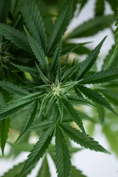 Bahçede Esrar Yetişiyor Yakın Plan Tıbbi Marihuana Fabrikası Stok Resim
