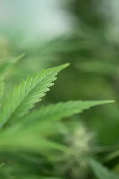 Marijuana Plant Van Dichtbij Bekeken Stockfoto