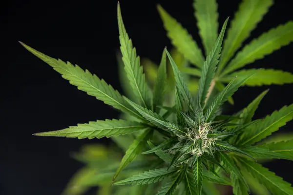 Närbild Marijuana Knoppar Med Cannabisblad Mörk Bakgrund Royaltyfria Stockfoton
