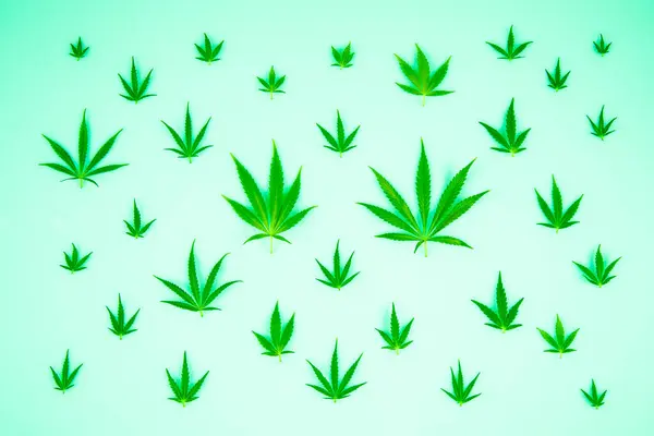 Hojas Cannabis Sobre Fondo Blanco Imagen de archivo