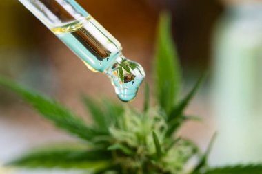 CBC yağı ve marihuana bitkisi, kenevir tohumu, tıbbi marihuana konsepti.