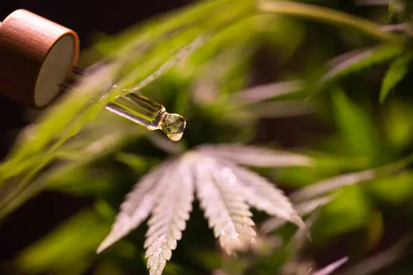 Marijuana Cannabis Pot — Stock Photo, Image