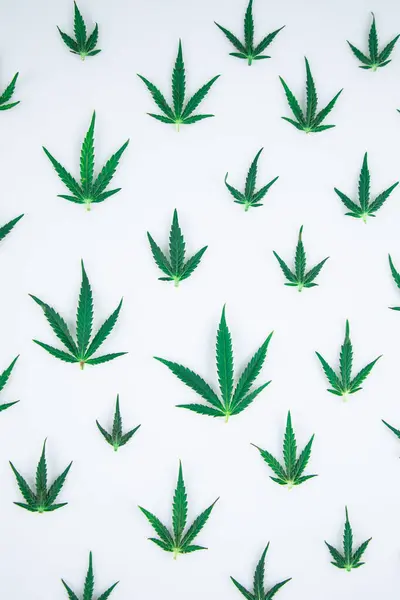 Marijuana Leaves White Background — Stock Photo, Image