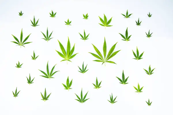 Cannabis Leaves Isolated White Background — Stock Photo, Image
