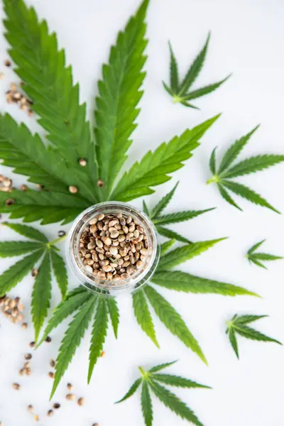 マリファナの葉と大麻の種子 ロイヤリティフリーのストック写真