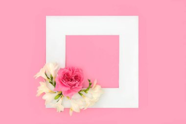 Pink rose and fresia flower background frame. Minimal nature beautiful romantic concept with white border for Valentines Day, Mothers Day, bridal wedding, birthday card. On pink.