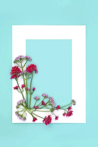 Красный Розовый Валериана Цветок Цветок Цветок Цветок Рамки Цветы Могут — стоковое фото