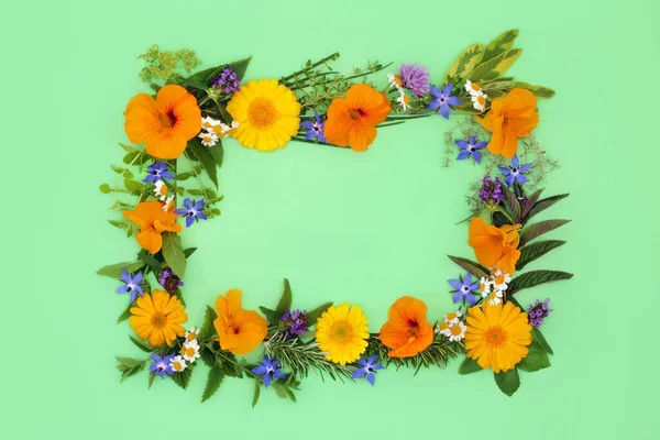 Healing herbs, edible flowers and wildflowers. Naturopathic herbal plant medicine, seasoning and food decoration. Health food border frame on green background