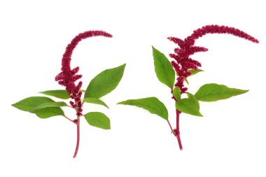 Amaranthus kırmızı araranth tohumlarıyla çiçeklenir. Son derece besleyici süper yiyecekler, glütensiz, yüksek mineraller, vitaminler, antioksidanlar, proteinler. Kolesterolü düşürür ve kilo kaybetmeye yardımcı olur. Beyaz üzerine.