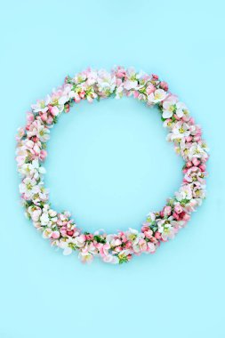 Spring wreath with apple blossom flowers on blue background. Natural fresh flora composition, Springtime flower nature Beltane equinox concept. Copy space, top view, flat lay.