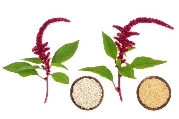 stock image Amaranthus plants with red flower with seeds background. Health food highly nutritious, gluten free, high in minerals, vitamins and micro nutrients. Lowers cholesterol and helps weight loss.