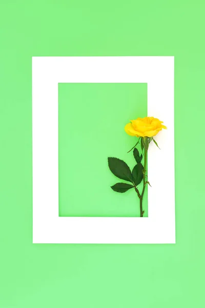 Pozadí Memoria Žlutá Růže Bílém Rámu Zelené Smuteční Pozvánka Minimální — Stock fotografie