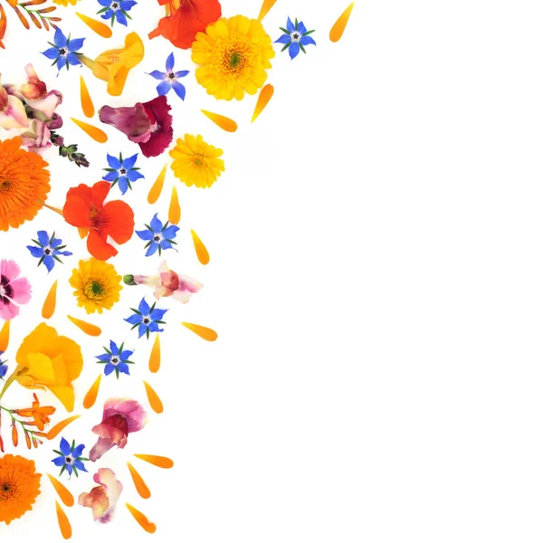 Φαρμακευτικά Λουλούδια Καλοκαίρι Αφηρημένα Σύνορα Φόντο Χλωρίδα Που Χρησιμοποιείται Στην — Φωτογραφία Αρχείου