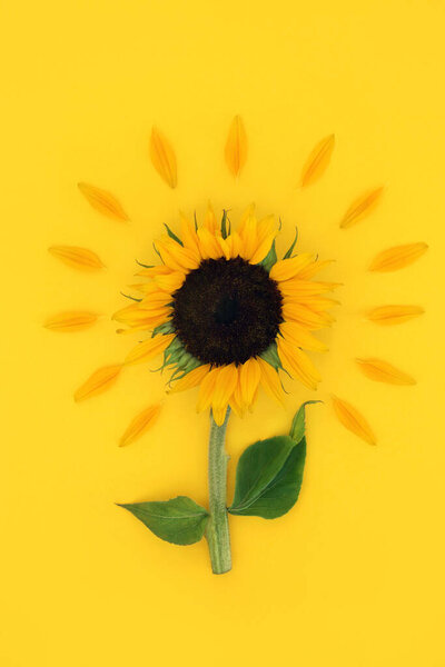 Sunflower summer sunny abstract design on yellow. Organic vegan health food with seeds for healthy dietary supplement. High in vitamin E, flavonoids, antioxidants omega 3. On yellow background.