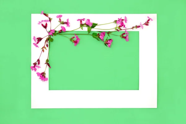 Červený Campion Divoký Květ Abstraktní Pozadí Bílým Rámem Zeleném Pozadí — Stock fotografie