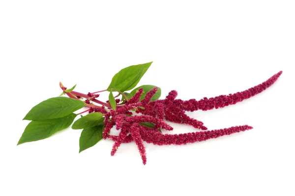 Amaranth Roślina Kwiat Czerwonym Tle Nasion Zdrowa Żywność Zbożowa Wysoce — Zdjęcie stockowe