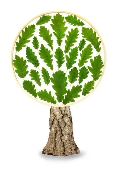 Surreale Eichenblätter Abstrakte Runde Form Umweltfreundliches Symbol Mit Losen Grünen — Stockfoto