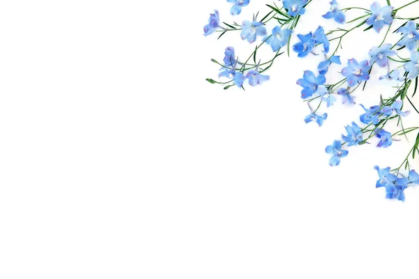 Blue Delphinium Wildflower Background Border White Background Summer Nature Delicate — Stock Photo, Image