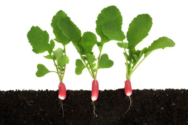 Rädisa Salladsväxter Med Rötter Som Växer Jorden Tvärsnitt Syn Organisk — Stockfoto