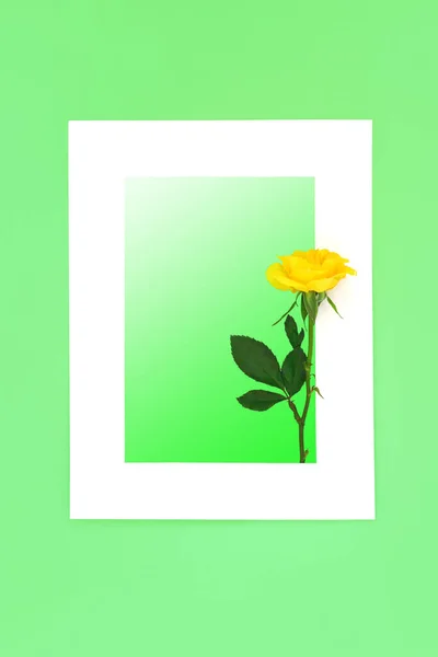 Žlutá Růže Květ Abstraktní Pozadí Okraj Bílém Zeleném Svahu Tvůrčí — Stock fotografie