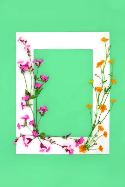 Rode Campion Boterbloem Engelse Wilde Bloemen Met Wit Frame Groene — Stockfoto
