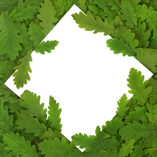 オークの木の葉の抽象的な背景フレームと白の空白のコピースペース 緑の環境に優しい自然動物組成行く — ストック写真