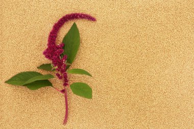 Amaranthus bitkisinin sağlıklı bir tohum geçmişi var. Sağlıklı yiyecekler son derece besleyicidir, glütensiz, yüksek mineraller, protein, vitaminler ve mikro besinler içerir. Kolesterolü düşürür ve zayıflamaya yardımcı olur..