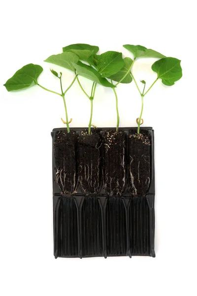 植え付け前に成長を開発するために根のトレーナー種子トレイで成長しているランナー豆の植物 白い上に黒のプラスチックで開いた直立モジュールにさらされる根と断面 — ストック写真