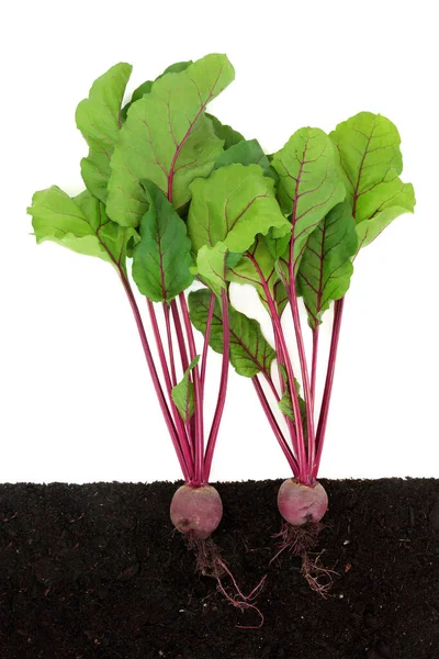 根茎生长在土中的甜菜根 横断面 有机保健食品当地可持续耕作新鲜农产品 白色的 — 图库照片