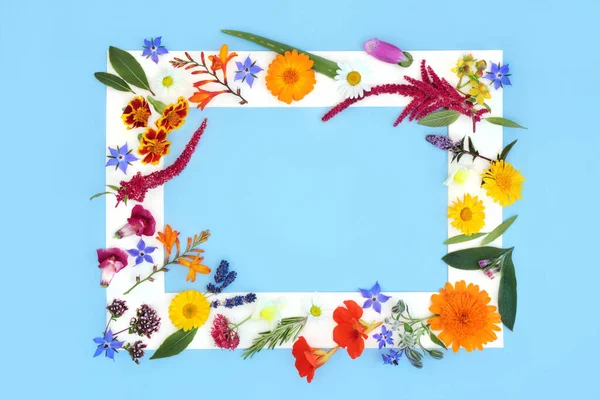 Léčivé Letní Květina Bylina Abstraktní Pozadí Rámec Přírodní Flóra Používaná — Stock fotografie