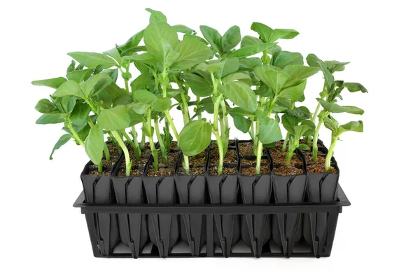 植え付け前に成長を開発するために根のトレーナーで成長している広範な豆の植物 白い背景に黒いプラスチックの直立モジュール — ストック写真