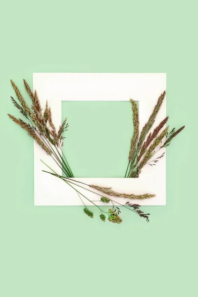 Sommerwiese Gras Hintergrundrahmen Mit Englischen Bio Gräsern Für Die Heuernte — Stockfoto