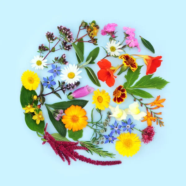 Summer Flowers Herbs Used Flower Remedies Herbal Plant Medicine Treatments — Stock Photo, Image