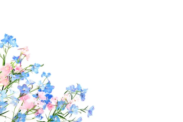 Pink Blue Delphinium Wildflower Background Border Summer Flower Minimal Composition — Stock Photo, Image