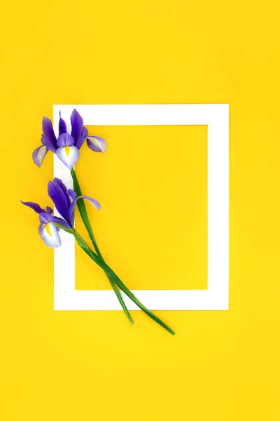 Abstraktní Uspořádání Fialové Duhovky Květy Bílém Rámu Žlutém Pozadí Minimální — Stock fotografie