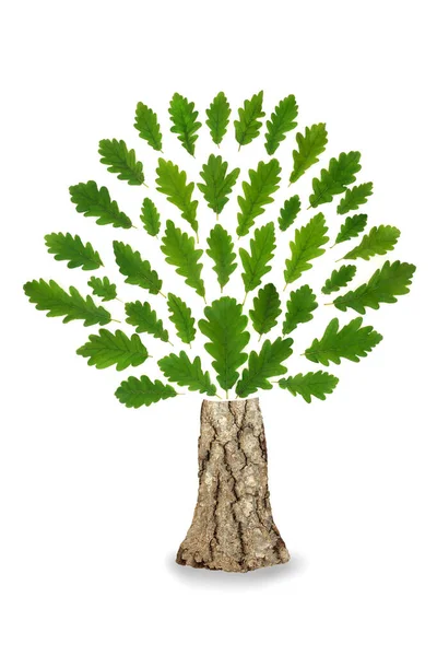橡树叶抽象绿色环保标志与绿叶和树干 环保标志 品牌和标志的生态设计元素 白色背景 — 图库照片
