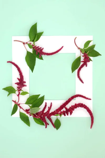 Amaranth Φυτά Κόκκινα Λουλούδια Περίγραμμα Φόντου Λευκό Πλαίσιο Υγειονομική Τροφή — Φωτογραφία Αρχείου