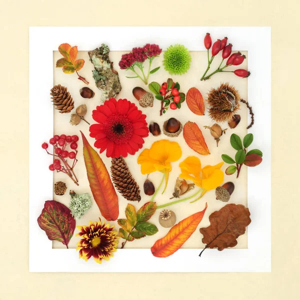 Autumn Thanksgiving Abstract Arrangement Leaves Flowers Background Nature Study White — Stock Photo, Image