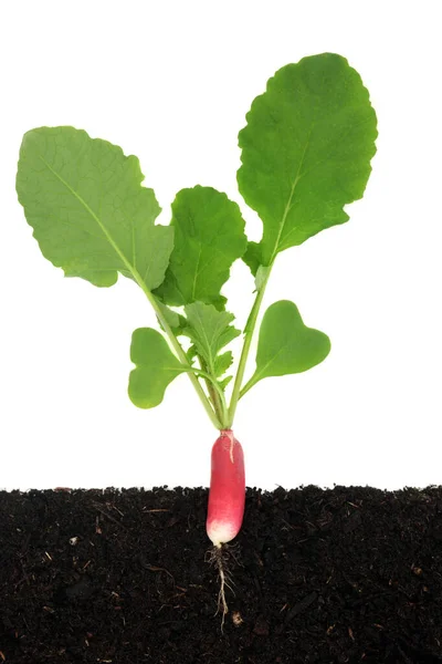 根が地球で成長している野菜の植物を放射します 家庭の断面図は 持続可能な有機健康的な食品の概念を栽培した 白地に — ストック写真