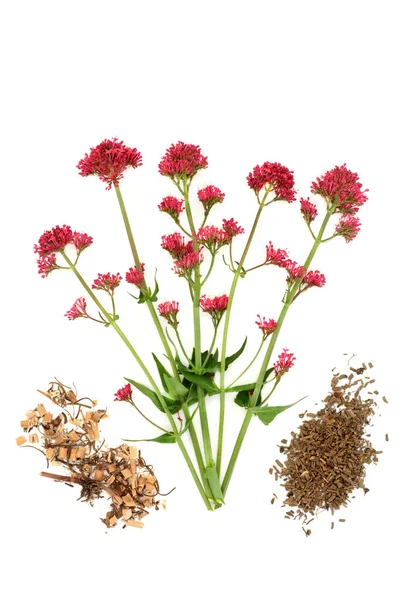 红色的万寿菊草本植物 有干根 用于草药治疗失眠 更年期问题 白色的 Valeriana Officinalis — 图库照片