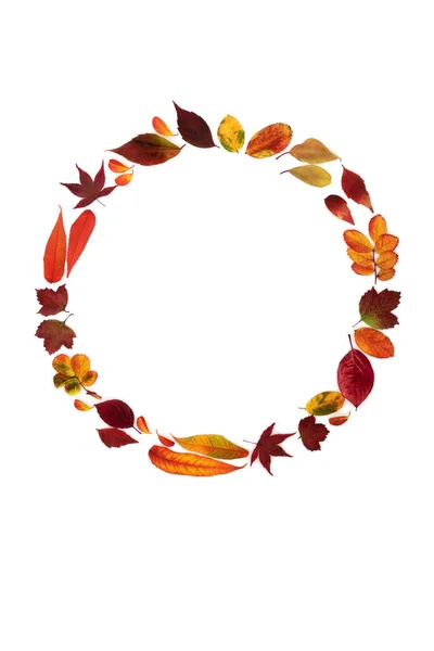 秋の花輪は組成物を残します 鮮やかなカラフルな葉の配置と抽象的な自然コンセプト 最小限の抽象的な秋と感謝祭のデザイン 白い背景で 平面コピースペース — ストック写真