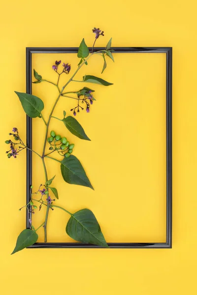Deadly Nightshade Rostlina Květinami Zelené Bobule Černým Rámem Žlutém Pozadí — Stock fotografie