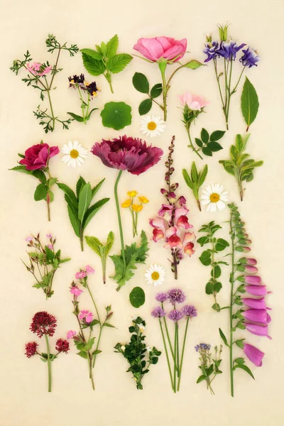 European Summer Flowers Herbs Used Alternative Natural Herbal Medicine Floral — Stock Photo, Image