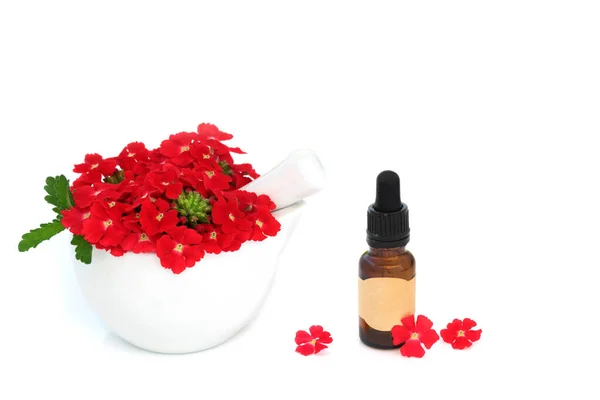 Красные Цветы Вербены Травы Используемые Травяной Медицине Эфирной Бутылкой Масла — стоковое фото