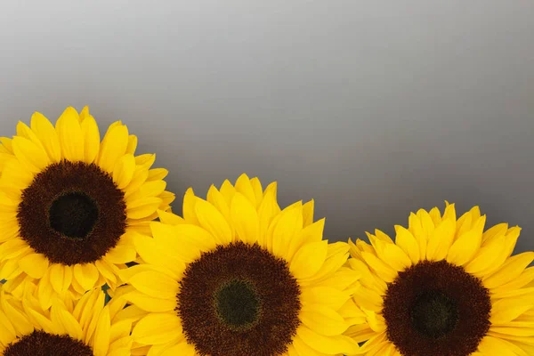 Sunflower Flowers Symbol Summer Sunshine Gradient Gray White Background Healthy — Stock Photo, Image