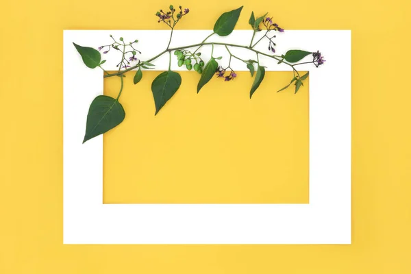 枯萎的夜色植物 花朵和绿色浆果 白色的框架在黄色的背景 有毒的野花也用于替代草药疗法 贝拉多娜 — 图库照片