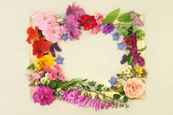 Letní Květiny Byliny Volně Rostoucí Květiny Používané Přírodní Bylinné Medicíně — Stock fotografie